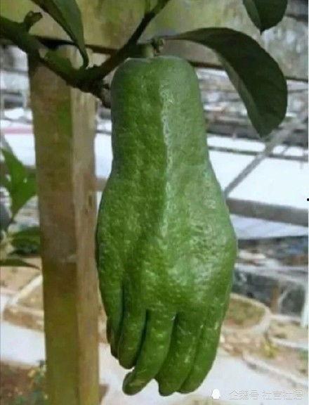 怎么吃娱乐大瓜,如何轻松吃透娱乐大瓜